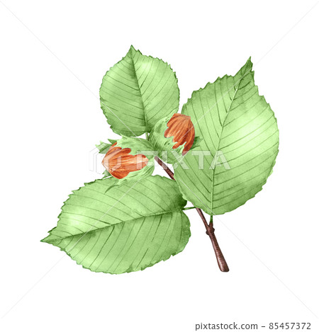 Watercolor hazelnuts on branch isolated on white. Raw nuts with shell. Hand drawn watercolor illustration of vegan food for label, logo, packaging design. 85457372