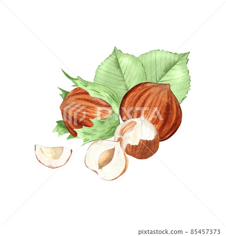 Composition of hazelnuts with leaves. Raw nuts with shell and unpeeled nuts. Hand drawn watercolor illustration of vegan food for label, logo, packaging design. 85457373