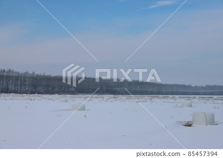 Hokkaido Ishikari region A landscape of windbreaks 85457394