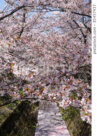 一排櫻花樹和花筏 85457437
