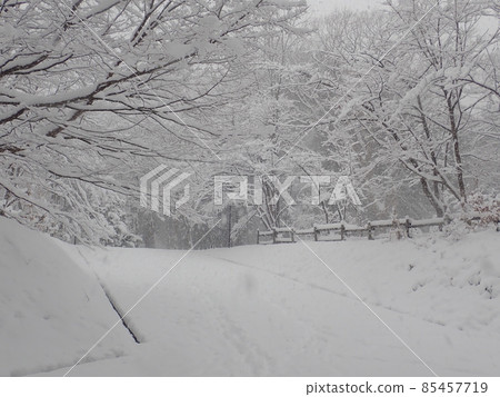 Maruyama Park in winter 85457719