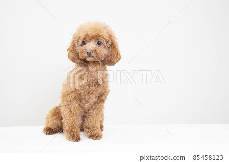 A sitting smiling toy poodle 85458123