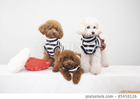 心墊和 3 只玩具貴賓犬 心墊和 3 只玩具貴賓犬 85458126