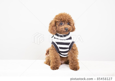 在邊界打扮的玩具貴賓犬 在邊界打扮的玩具貴賓犬 85458127