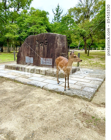 東大寺奈良公園世界遺產石碑前的鹿 東大寺奈良公園世界遺產石碑前的鹿 85458330