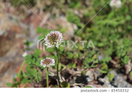 春天的花朵,白三葉草 春天的花朵,白三葉草 85458332