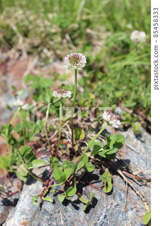 開花在領域的白色蛤蜊 開花在領域的白色蛤蜊 85458333