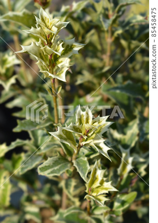Holly osmanthus Variegatus 85458475