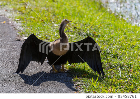 Anhinga 85458761