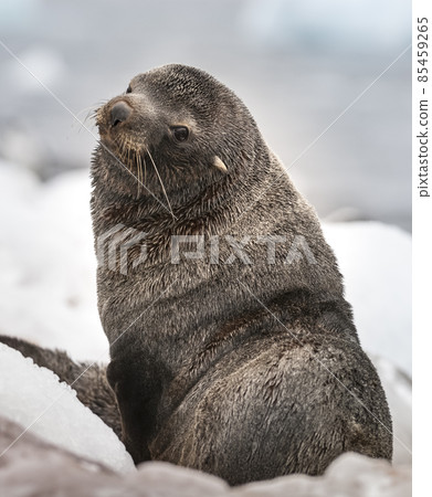 Antarctic fur sea, an beach, Antartic peninsula. 85459265
