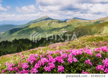 Summer landscape with pink flowers in the mountains 85460358