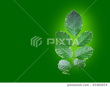 Isolated green Polyscias Guilfoylei leaves on green background with clipping path Isolated green Polyscias Guilfoylei leaves on green background with clipping path 85460854