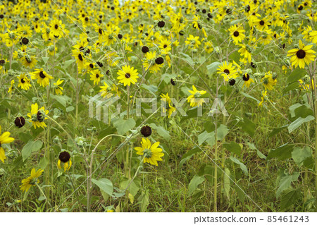 Small sunflower Small sunflower 85461243