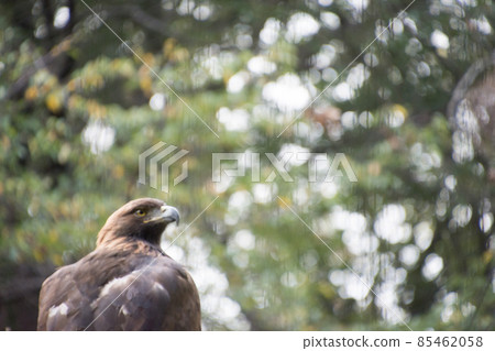 Eagle's eagle 85462058