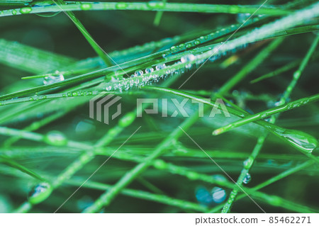Fresh green grass with dew drops background Fresh green grass with dew drops background 85462271