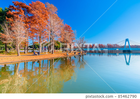 Autumn leaves of Tokyo Mizumoto Park 85462790