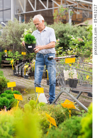 Mature man retired chooses plant for summer residence Mature man retired chooses plant for summer residence 85463217