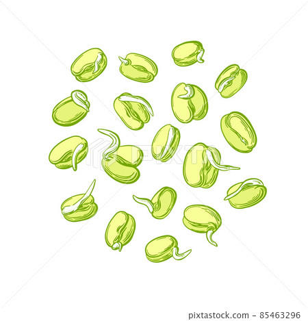 Mung sprouts. Simple sprouting seed drawing Vector 85463296