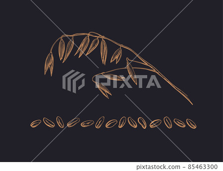 Oat set, stroke of spica and seed. Texture graphic Oat set, stroke of spica and seed. Texture graphic 85463300