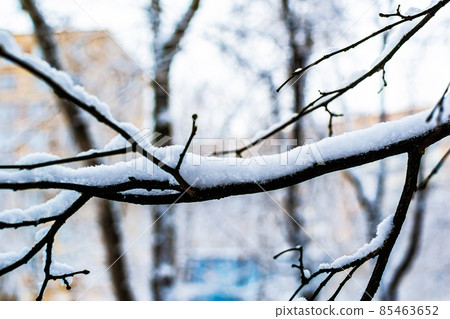 Frosty tree branch with snow in winter, bare tree branches Frosty tree branch with snow in winter, bare tree branches 85463652