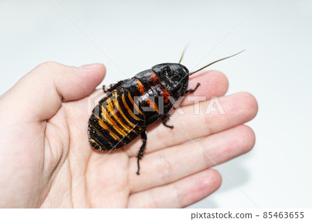 Beautiful huge Madagascar Hissing Cockroach crawls on human hand 85463655