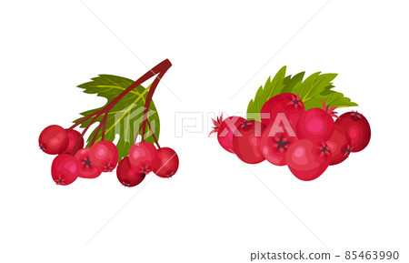 Hawthorn Berry Branch with Cluster of Red Round Small Pome Fruits Vector Set 85463990