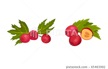 Hawthorn Berry as Red Round Small Pome Fruits Vector Set 85463992