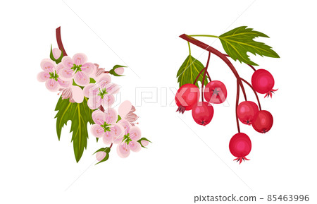 Hawthorn Berry Branch with Cluster of Red Round Small Pome Fruits and Blooming Twig Vector Set 85463996