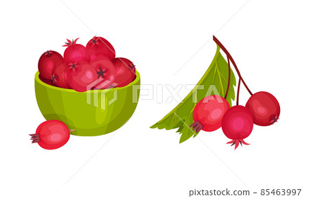 Hawthorn Berry as Red Round Small Pome Fruits in Bowl Vector Set 85463997