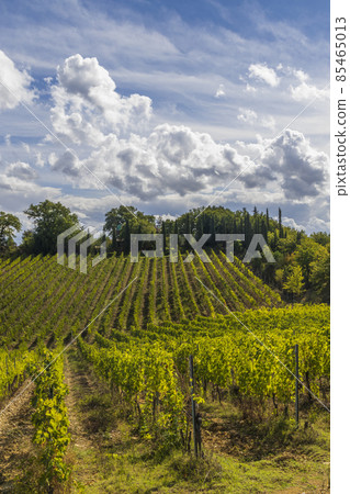 Tuscany's most famous vineyards near town Montalcino in Italy Tuscany's most famous vineyards near town Montalcino in Italy 85465013