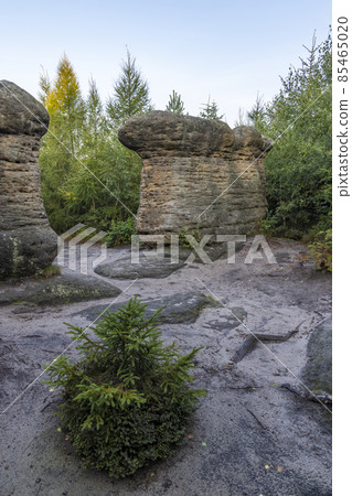 Stone mushrooms in a nature reserve Broumovske steny, eastern Bohemia, Czech Republic 85465020