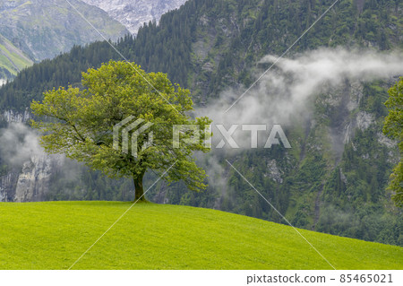 Lonely trees in countryside, Swiss Alps nearby Unterschachen Lonely trees in countryside, Swiss Alps nearby Unterschachen 85465021