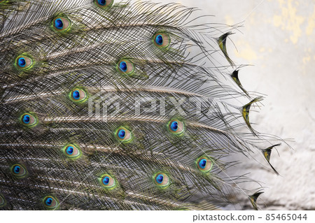 Closeup Image of a peacock dancing with its open feathers 85465044