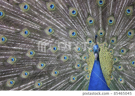 Closeup Image of a peacock dancing with its open feathers Closeup Image of a peacock dancing with its open feathers 85465045