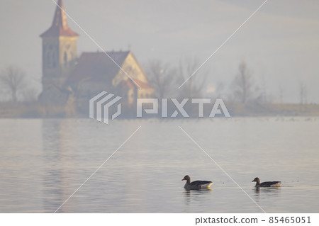 wild goose, Lake Musov with Church of St. Linhart, Southern Bohemia, Czech Republic wild goose, Lake Musov with Church of St. Linhart, Southern Bohemia, Czech Republic 85465051