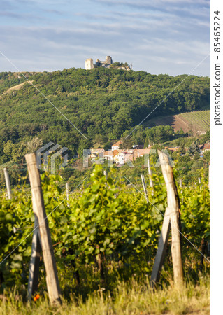 vineyards, Palava, Moravia region, Czech Republic 85465224