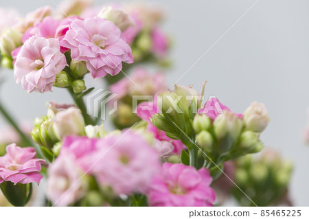 close up of pink kalanchoe 85465225