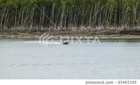 Small Boat Against Felled Coastal Trees Small Boat Against Felled Coastal Trees 85465395