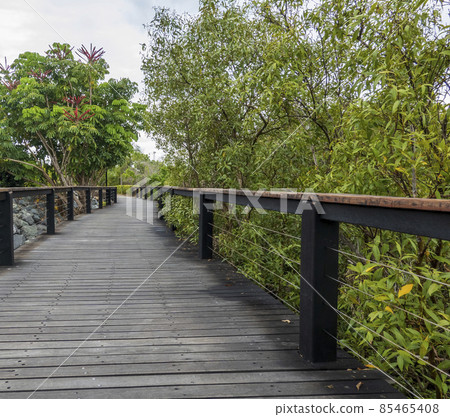 Boardwalk Through Coastal Mangroves 85465408