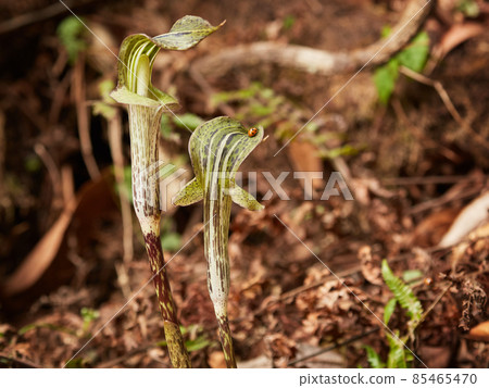 Arisaema triphyllum with couple of ladybugs Arisaema triphyllum with couple of ladybugs 85465470