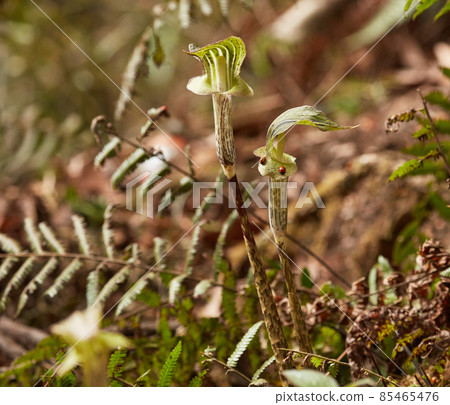Arisaema triphyllum with couple of ladybugs Arisaema triphyllum with couple of ladybugs 85465476