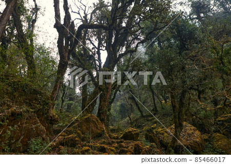 Real picture of forest  without photoshop 85466017