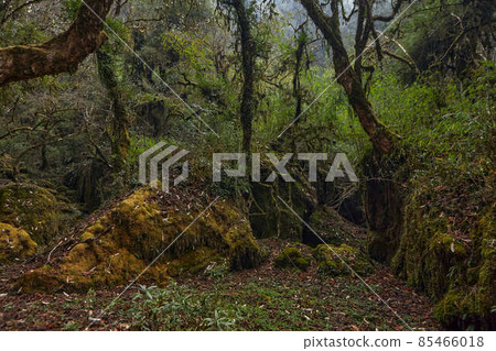 Real picture of forest without photoshop Real picture of forest without photoshop 85466018