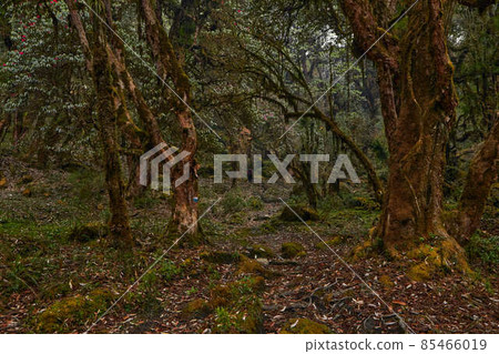 Real picture of forest  without photoshop 85466019