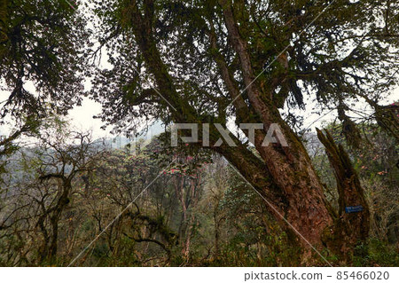 Real picture of forest without photoshop Real picture of forest without photoshop 85466020