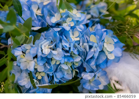 Colorful beautiful flowers bouquet - blue hydrangea, hortensia - close up 85466059