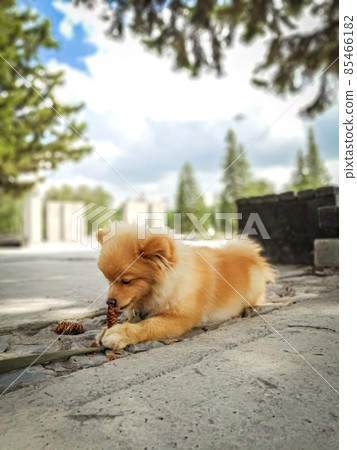 A German Spitz puppy in the park gnaws on a spruce cone. Domestic dog on a walk. Selective focus, film grain 85466182
