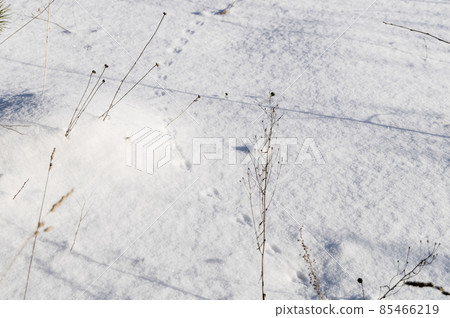 Traces of wild animals in the snow. A trail from the paws of small rodents. Selective focus, winter background Traces of wild animals in the snow. A trail from the paws of small rodents. Selective focus, winter background 85466219