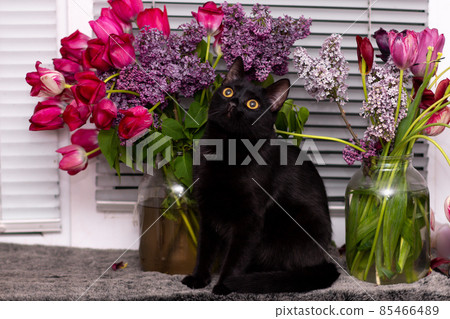 black cat raises his head. on the windowsill against the background of flowers and window blinds 85466489