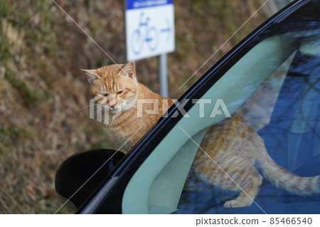 A cute child of a stray cat tea tabby who gets excited by the first ride of this year A cute child of a stray cat tea tabby who gets excited by the first ride of this year 85466540